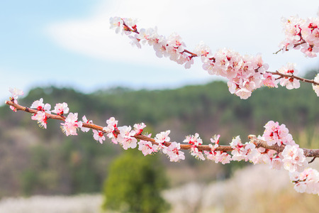 Beautiful cherry blossom , sakura  in spring time .の写真素材