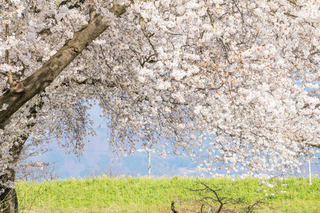 Beautiful cherry blossom trees, sakura in spring time ,Japan.の写真素材