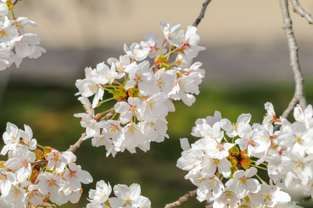 Beautiful cherry blossom or sakura in   japanese  in spring time.の写真素材