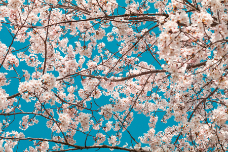 Beautiful cherry blossom sakura in spring time with sky  background in Japan.の写真素材