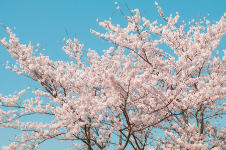 Beautiful cherry blossom sakura in spring time with sky  background in Japan.の写真素材
