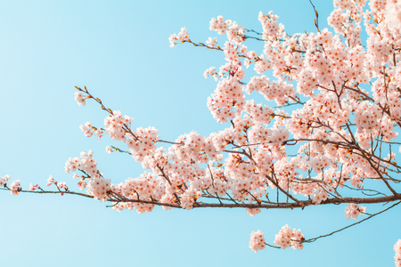 Beautiful cherry blossom sakura in spring time with sky  background in Japan.の写真素材