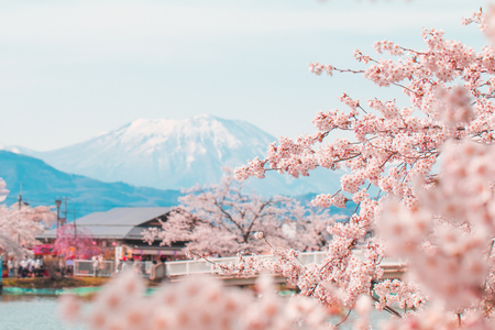 Beautiful cherry blossom or sakura in spring time with blue sky  background in Japan.の写真素材