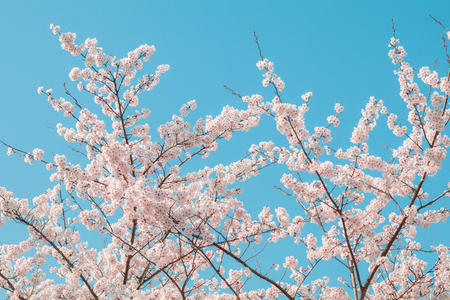 Beautiful cherry blossom sakura in spring time with sky  background in Japan.の写真素材