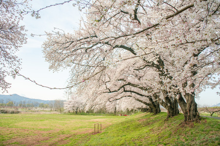 Beautiful cherry blossom or sakura in spring time  in Japan.の写真素材
