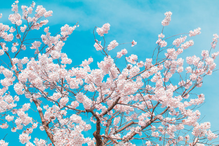 Beautiful cherry blossom or sakura in spring time with blue sky  background in Japan.の写真素材