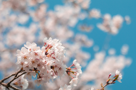 Beautiful cherry blossom sakura in spring time with blue sky  background in Japan.の写真素材