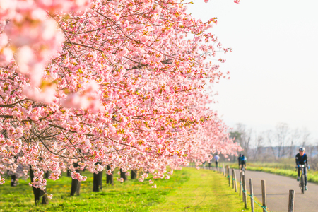 Beautiful cherry blossom trees or sakura blooming beside the country road in  spring day,Japan.の写真素材