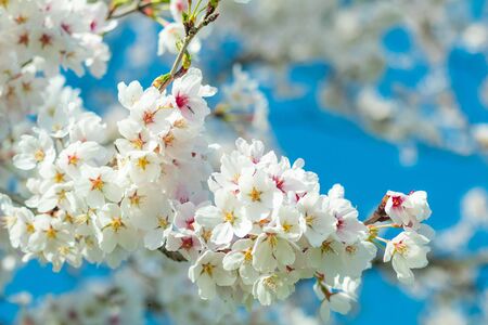Beautiful cherry blossom or sakura in spring time ,Japan.の写真素材