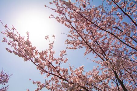 Beautiful cherry blossom or sakura in spring time ,Japan.の写真素材