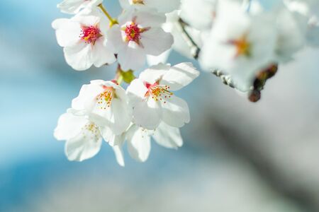 Beautiful cherry blossom sakura in spring time in Japan.の写真素材