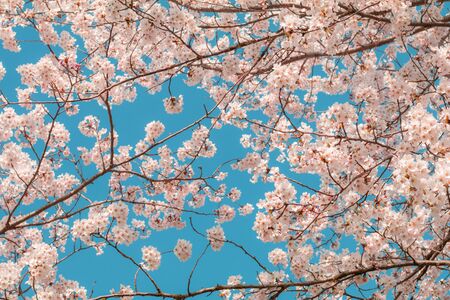 Beautiful cherry blossom sakura in spring time with sky  background in Japan.の写真素材