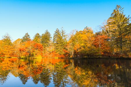 Beautiful Japan autumn at Kumoba Pond or Kumoba ike of Karuizawa ,Nagano Prefecture Japan.の写真素材