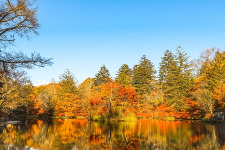 Beautiful Japan autumn at Kumoba Pond or Kumoba ike of Karuizawa ,Nagano Prefecture Japan.の写真素材