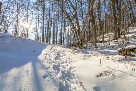 Beautiful fresh snow in winter  in Nagano Prefecture, Japan.の写真素材