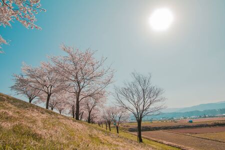 Beautiful cherry blossom or sakura in spring time ,Japan.の写真素材