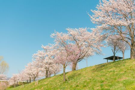 Beautiful cherry blossom or sakura in spring time ,Japan.の写真素材