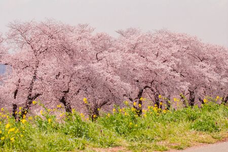 Beautiful cherry blossom or sakura in spring time in Japan.の写真素材