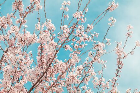 Beautiful cherry blossom or sakura in spring time with blue sky  background in Japan.