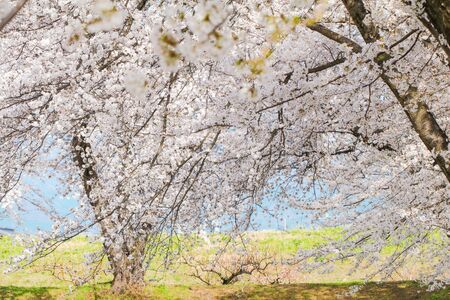 Beautiful cherry blossom trees, sakura in spring timeの写真素材