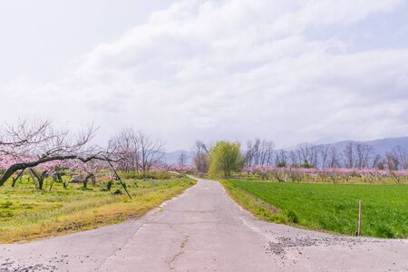 Beautiful flowers blossoming beside a country road  in spring day .の写真素材