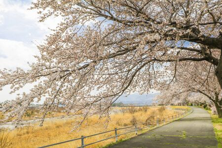 Beautiful cherry blossom , sakura  and  a country road  in spring day with  blue sky  backgroundの写真素材