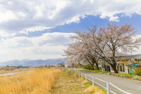 Beautiful cherry blossom , sakura  and  a country road  in spring day with  blue sky  backgroundの写真素材
