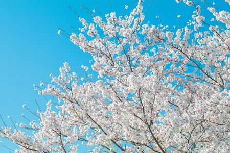 Beautiful cherry blossom or sakura in spring time ,Japan.の写真素材