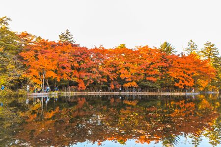 Beautiful Japan autumn at Kumoba Pond or Kumoba ike of Karuizawa ,Nagano Prefecture Japan.の写真素材