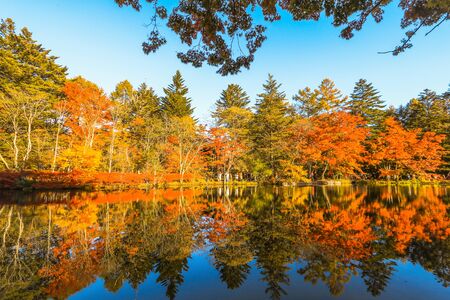 Beautiful Japan autumn at Kumoba Pond or Kumoba ike of Karuizawa ,Nagano Prefecture Japan.の写真素材