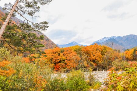 Beautiful autumn leaves of  Takase in omachi district, Nagano PrefectureJapan.の写真素材