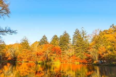 Beautiful Japan autumn at Kumoba Pond or Kumoba ike of Karuizawa ,Nagano Prefecture Japan.の写真素材