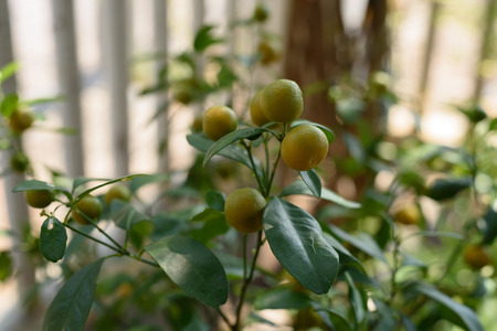 orangesの写真素材