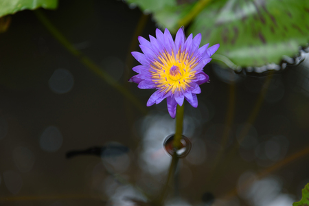 lotusの写真素材