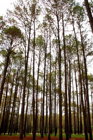 Pine forestの写真素材
