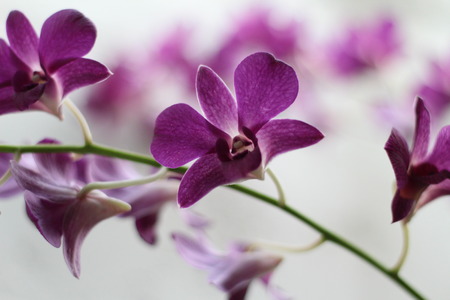 Purple orchidの写真素材