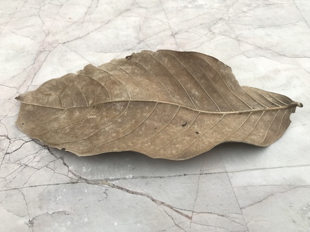 Dry leaves on stone table, Dry leaf on stone textureの写真素材
