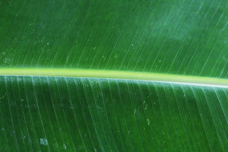 Green banana leaves texture background, Details of banana leavesの写真素材