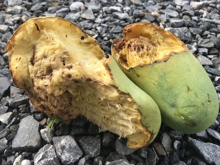 Mango rot on stone, Insect eating mango rotの写真素材