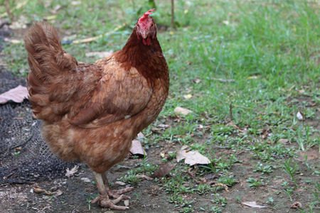 Hen rhode island red standing on groundの写真素材