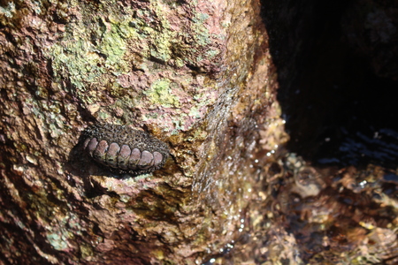 Chiton on the rock in the sea, Polyplacophoraの写真素材