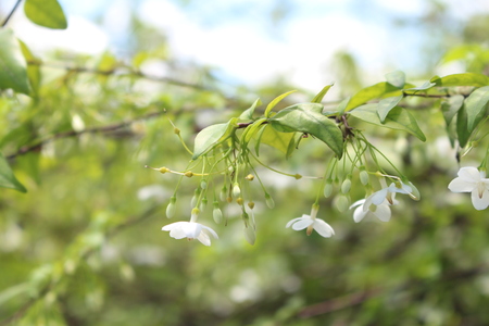 Wrightia religiosa Benth, Mok tree, White flower Mok with soft focusの写真素材