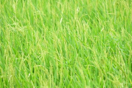 Rice fields background, Green fieldの写真素材