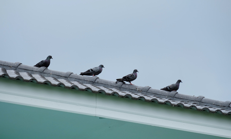Four pigeons on the roof of the house with blue sky backgroundの写真素材