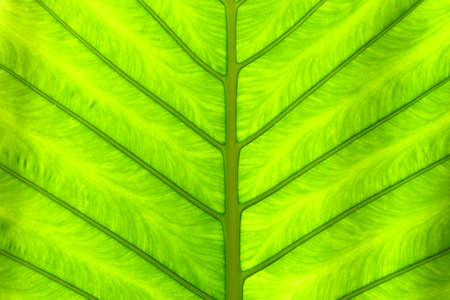 Texture of green leaf, Green leaf fibers background, Close-up viewの写真素材