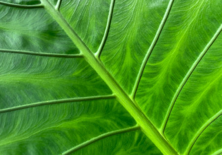 Green leaves background, Leaf textureの写真素材