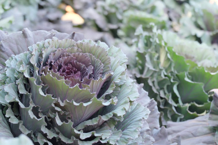 Cabbage background, field of cabbage purple and greenの写真素材