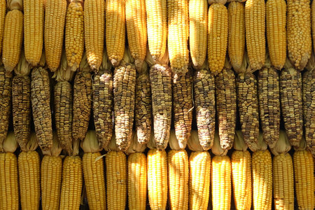 Dried corn for sale at the farmers market, closeup of photoの写真素材