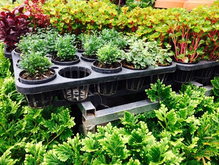 Organic plant, herb, vegetable garden in summerの写真素材