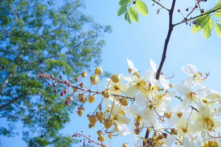 beautiful golden, white petal flower branch in sunlight with blue sky and green leafの写真素材